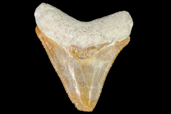 Serrated, Fossil Megalodon Tooth - Florida #110454